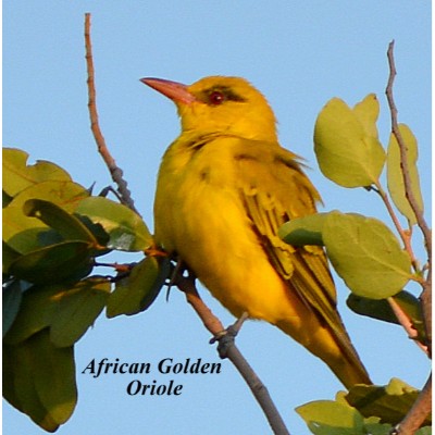 African Golden Oriole